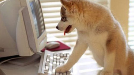 take your dog at office wow webmagazine