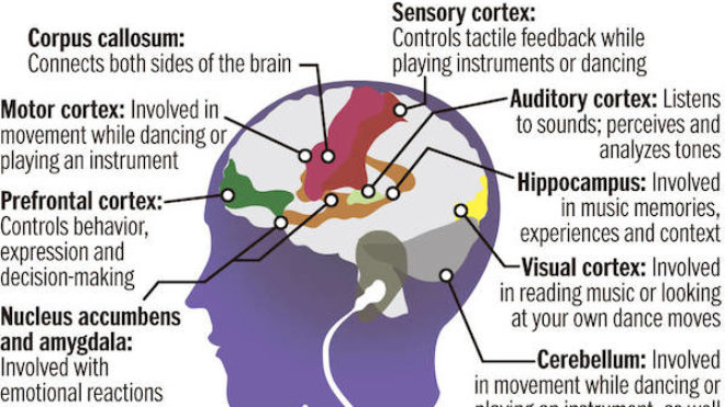 Brain-on-music-benefici-musica-by-Music for Young Children-wow-webmagazine