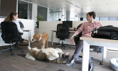 01-pet-friendly-offices-pictures by-Purina Petatwork-wow-webmagazine