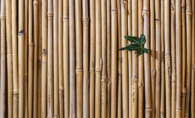 bamboo-2429954_1280